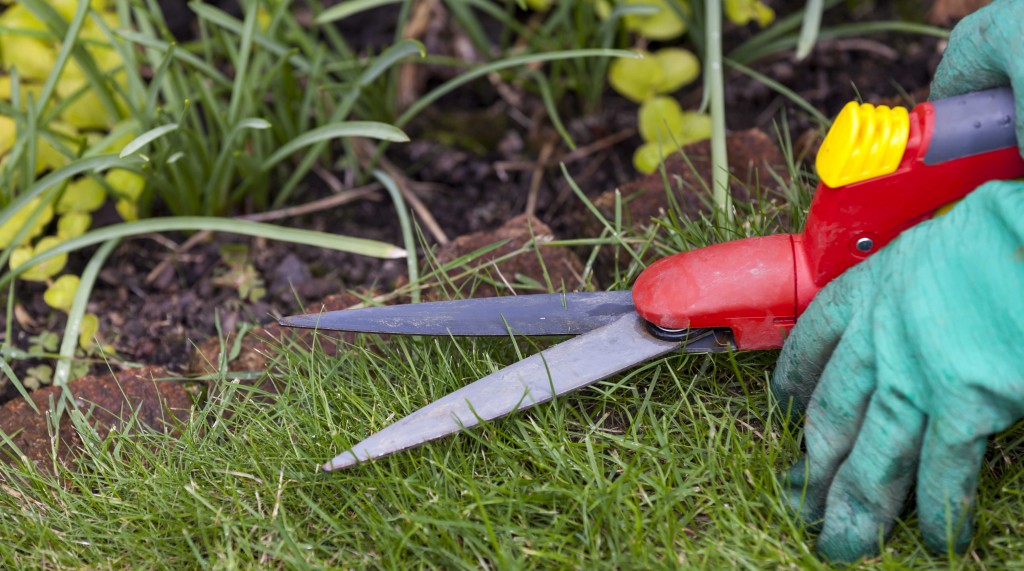 Close Up of Gloved Hands Trimming Grass with Clippers at Edge of Garden